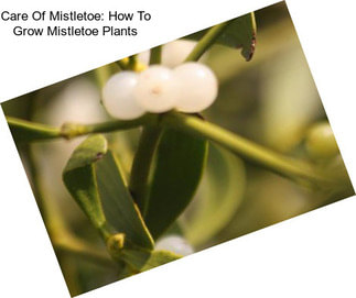 Care Of Mistletoe: How To Grow Mistletoe Plants