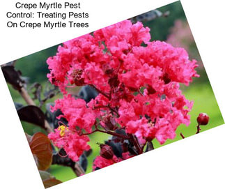 Crepe Myrtle Pest Control: Treating Pests On Crepe Myrtle Trees