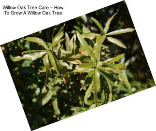 Willow Oak Tree Care – How To Grow A Willow Oak Tree