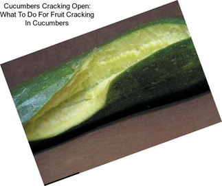 Cucumbers Cracking Open: What To Do For Fruit Cracking In Cucumbers