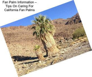 Fan Palm Information – Tips On Caring For California Fan Palms