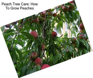 Peach Tree Care: How To Grow Peaches