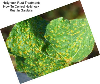 Hollyhock Rust Treatment: How To Control Hollyhock Rust In Gardens