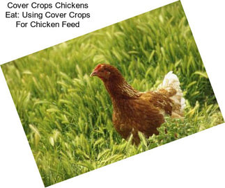 Cover Crops Chickens Eat: Using Cover Crops For Chicken Feed