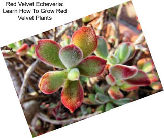 Red Velvet Echeveria: Learn How To Grow Red Velvet Plants