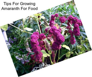 Tips For Growing Amaranth For Food