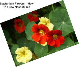 Nasturtium Flowers – How To Grow Nasturtiums