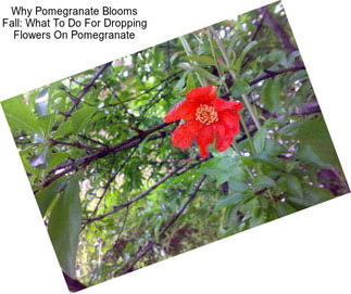 Why Pomegranate Blooms Fall: What To Do For Dropping Flowers On Pomegranate