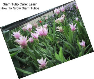 Siam Tulip Care: Learn How To Grow Siam Tulips