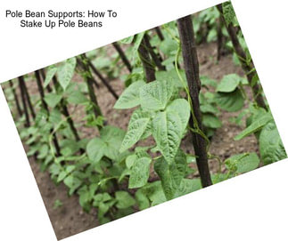 Pole Bean Supports: How To Stake Up Pole Beans