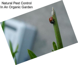 Natural Pest Control In An Organic Garden