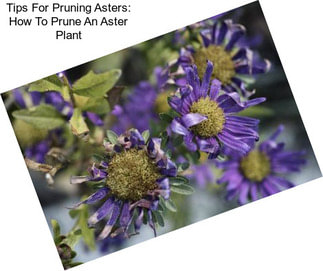 Tips For Pruning Asters: How To Prune An Aster Plant