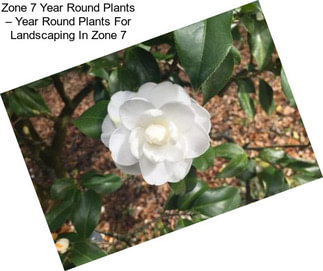 Zone 7 Year Round Plants – Year Round Plants For Landscaping In Zone 7