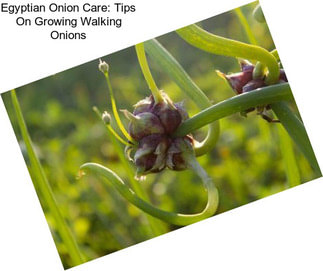 Egyptian Onion Care: Tips On Growing Walking Onions