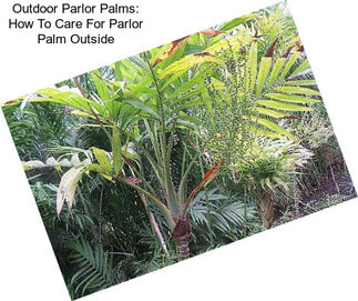 Outdoor Parlor Palms: How To Care For Parlor Palm Outside