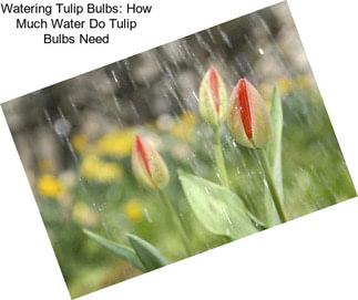 Watering Tulip Bulbs: How Much Water Do Tulip Bulbs Need