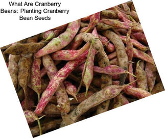 What Are Cranberry Beans: Planting Cranberry Bean Seeds