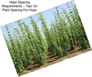 Hops Spacing Requirements – Tips On Plant Spacing For Hops