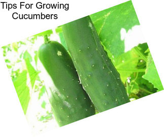 Tips For Growing Cucumbers