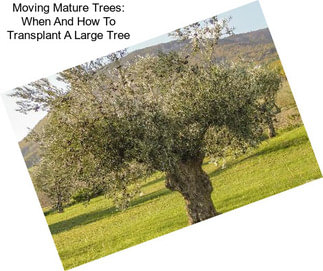 Moving Mature Trees: When And How To Transplant A Large Tree