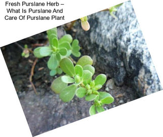 Fresh Purslane Herb – What Is Purslane And Care Of Purslane Plant