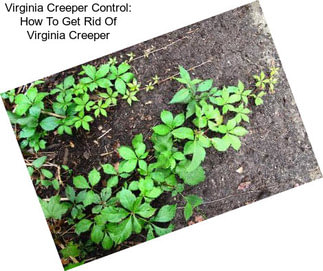 Virginia Creeper Control: How To Get Rid Of Virginia Creeper