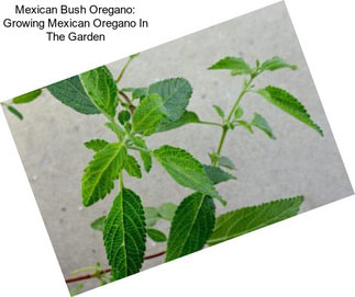 Mexican Bush Oregano: Growing Mexican Oregano In The Garden