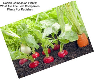Radish Companion Plants: What Are The Best Companion Plants For Radishes