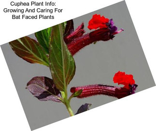 Cuphea Plant Info: Growing And Caring For Bat Faced Plants