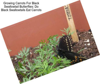 Growing Carrots For Black Swallowtail Butterflies: Do Black Swallowtails Eat Carrots