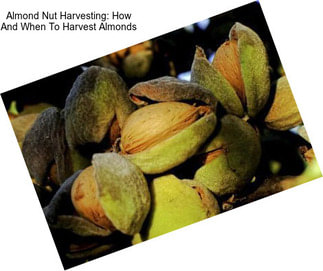 Almond Nut Harvesting: How And When To Harvest Almonds