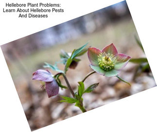 Hellebore Plant Problems: Learn About Hellebore Pests And Diseases