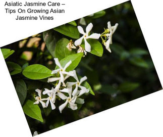 Asiatic Jasmine Care – Tips On Growing Asian Jasmine Vines