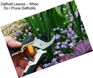 Daffodil Leaves – When Do I Prune Daffodils