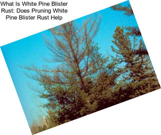 What Is White Pine Blister Rust: Does Pruning White Pine Blister Rust Help