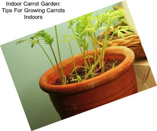 Indoor Carrot Garden: Tips For Growing Carrots Indoors