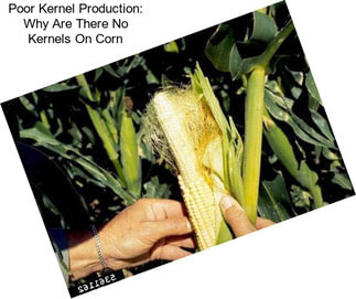 Poor Kernel Production: Why Are There No Kernels On Corn