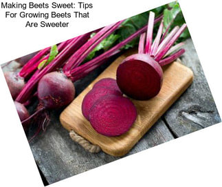 Making Beets Sweet: Tips For Growing Beets That Are Sweeter