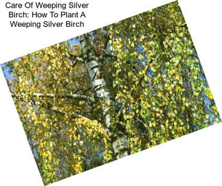 Care Of Weeping Silver Birch: How To Plant A Weeping Silver Birch