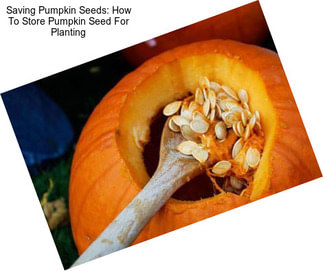 Saving Pumpkin Seeds: How To Store Pumpkin Seed For Planting