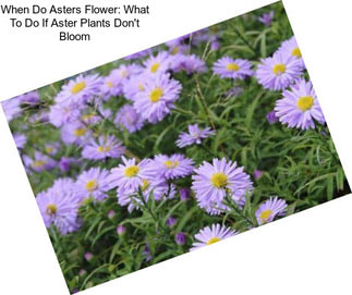 When Do Asters Flower: What To Do If Aster Plants Don\'t Bloom