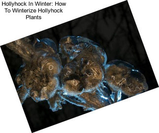 Hollyhock In Winter: How To Winterize Hollyhock Plants