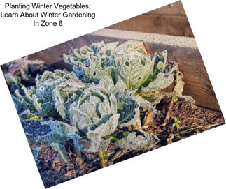 Planting Winter Vegetables: Learn About Winter Gardening In Zone 6