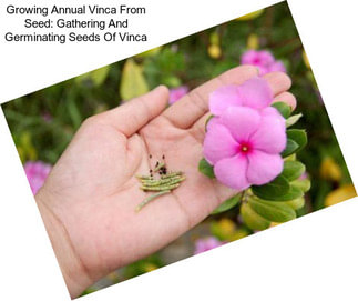 Growing Annual Vinca From Seed: Gathering And Germinating Seeds Of Vinca