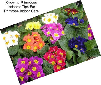 Growing Primroses Indoors: Tips For Primrose Indoor Care