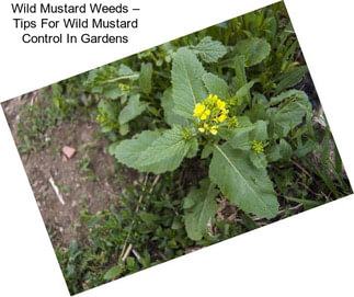 Wild Mustard Weeds – Tips For Wild Mustard Control In Gardens