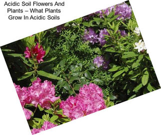 Acidic Soil Flowers And Plants – What Plants Grow In Acidic Soils