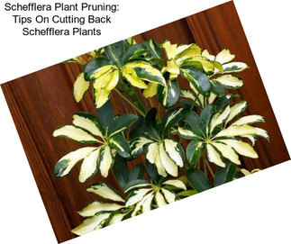 Schefflera Plant Pruning: Tips On Cutting Back Schefflera Plants