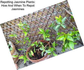 Repotting Jasmine Plants: How And When To Repot Jasmines