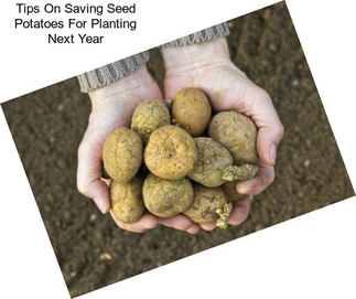 Tips On Saving Seed Potatoes For Planting Next Year
